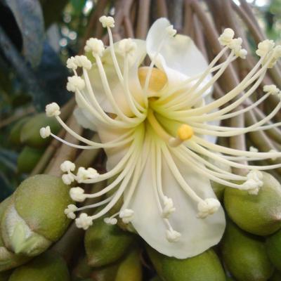 Xử lý ra hoa làm trái Sầu Riêng mùa nắng nóng