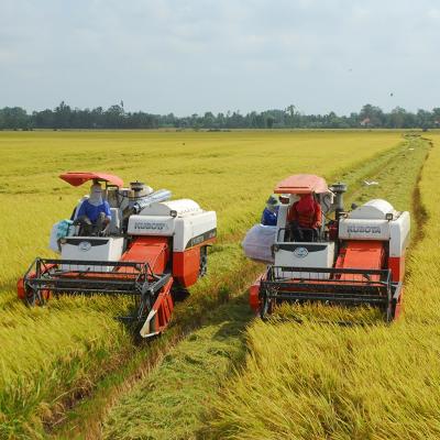 Sử dụng Vi sinh trong sản xuất lúa – Chi phí thấp mà hiệu quả cao