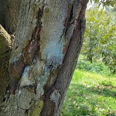 Giải cứu vườn sầu riêng bị bệnh nứt thân xì mủ