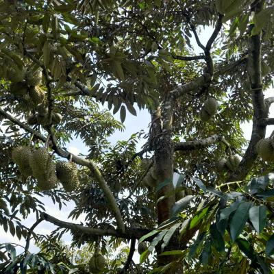 Công nghệ nano phát huy hiệu quả trong nông nghiệp