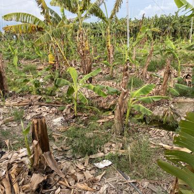 Quản lý bệnh trên cây Chuối bằng vi sinh hữu cơ